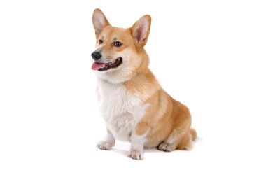 Galce corgi pembroke köpek