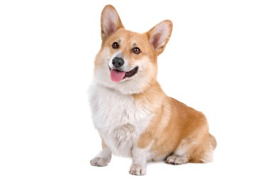 Galce corgi pembroke köpek