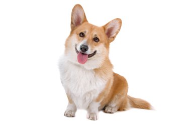 Galce corgi pembroke köpek