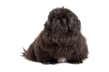 Siyah Pekingese (Pekin Palasthund) köpek yavrusu