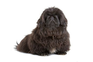 Siyah Pekingese (Pekin Palasthund) köpek yavrusu