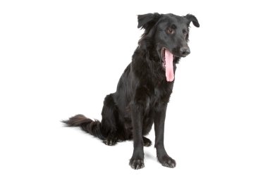 Düz boyalı retriever