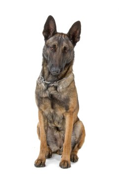 Belçika çoban köpeği malinois