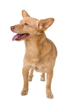 karışık cins köpek