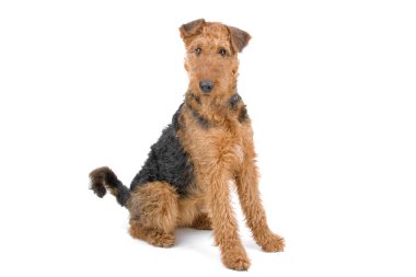 Airedale terrier dog clipart