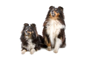 iki shetland sheepdogs