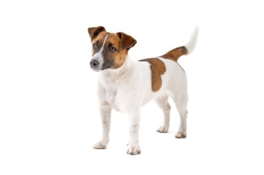 Jack Russel Terrier köpeği.