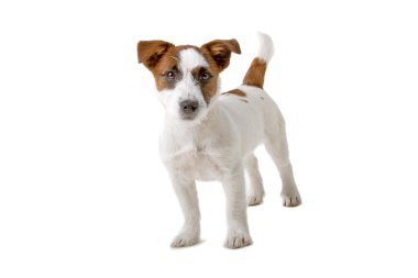 Jack Russel Terrier köpeği.