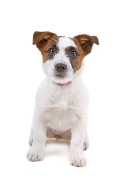 Jack Russel Terrier köpeği.