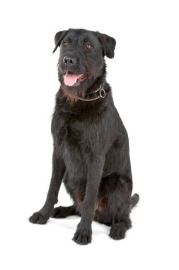 karışık cins köpek