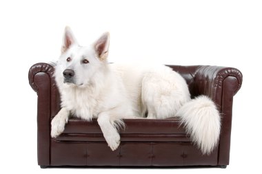 çoban köpeği