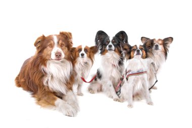 Köpeklerin büyük bir grup