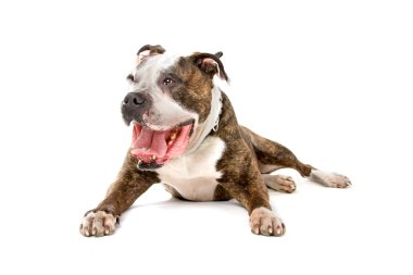 Tek gözlü eski Amerikan bulldog