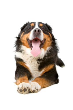 Bernese dağ köpeği