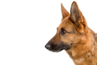 Alman çoban köpeği