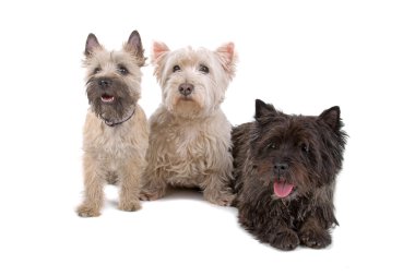 Batı dağlık beyaz korkunç ve cairn terrier