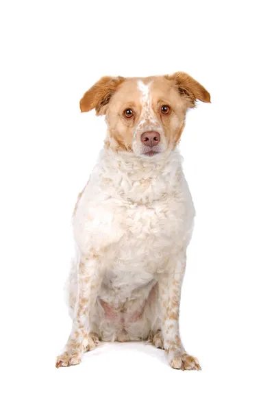Два цвета смешанной породы собака сидит — стоковое фото
