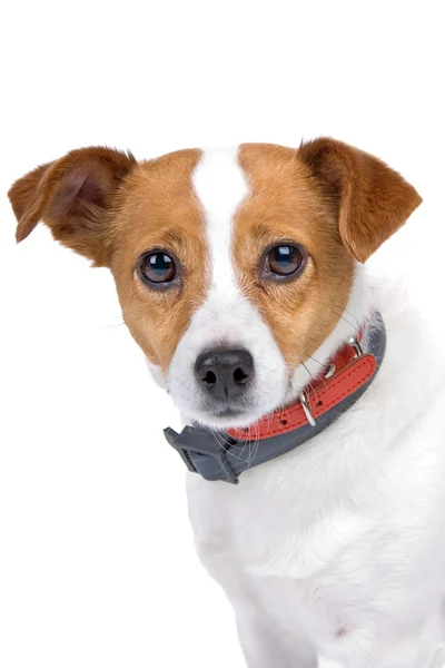 Jack Russel terrier cane — Foto Stock