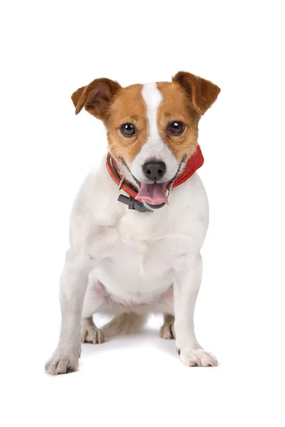 Jack Russel terrier kutya — Stock Fotó