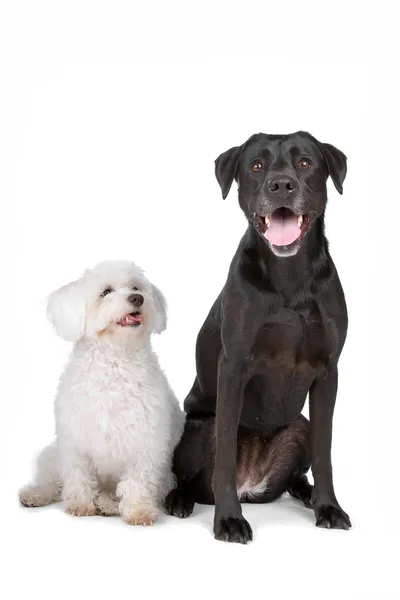 White maltese dog sitting nearby black labrador retriever dog — Stock Photo, Image