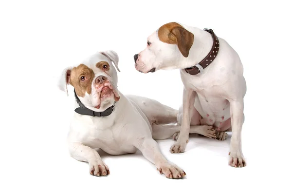 Two american bulldogs — Stock Photo, Image