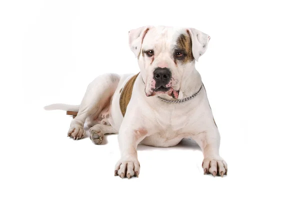 Amerikanische Bulldogge liegend und in die Kamera blickend — Stockfoto