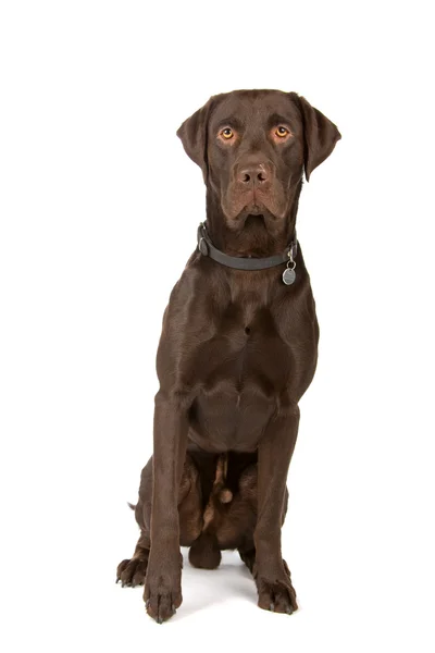 Vegyes fajta kutya (labrador, német pointer) — Stock Fotó