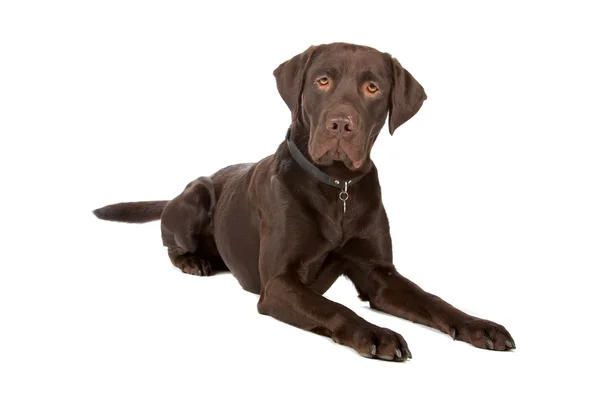 Cão misto (labrador, ponteiro alemão ) — Fotografia de Stock