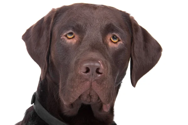 Perro de raza mixta (labrador, puntero alemán ) — Foto de Stock