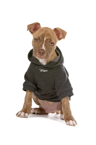 Pitbull puppy dog in jacket — Stock Photo, Image