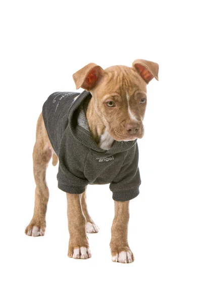 Pitbull puppy dog in jacket — Stock Photo, Image