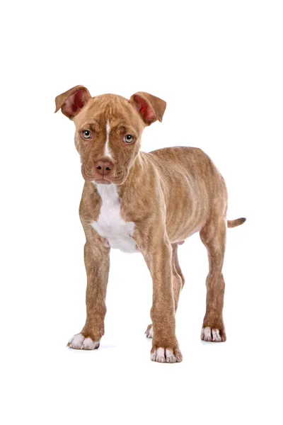 Pitbull κουτάβι σκυλί — Φωτογραφία Αρχείου