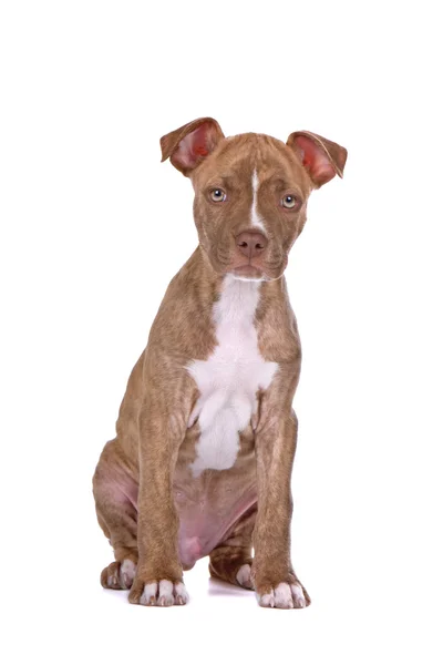Pitbull cane cucciolo — Foto Stock