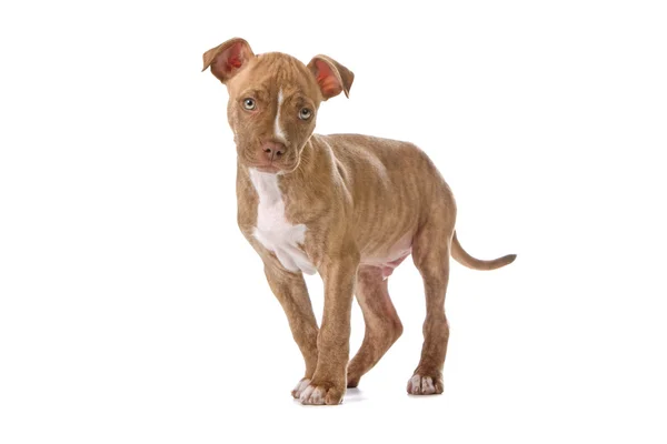 Pitbull štěně pes — Stock fotografie