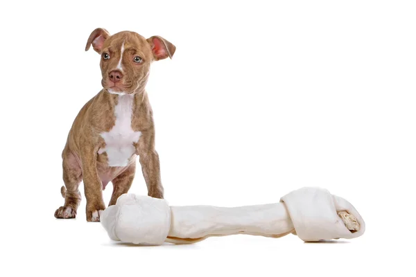 Red nose Pitbull puppy with a huge bone — Stock Photo, Image