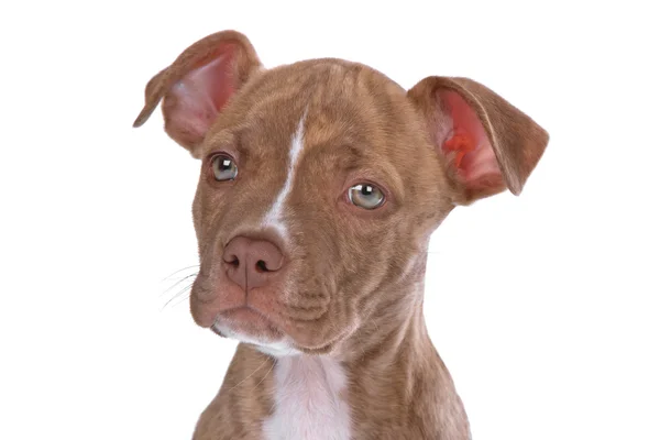 Pitbull puppy dog — Stock Photo, Image