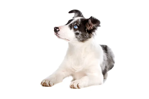 Kenar kömür ocağı çoban köpeği köpek yavrusu — Stok fotoğraf