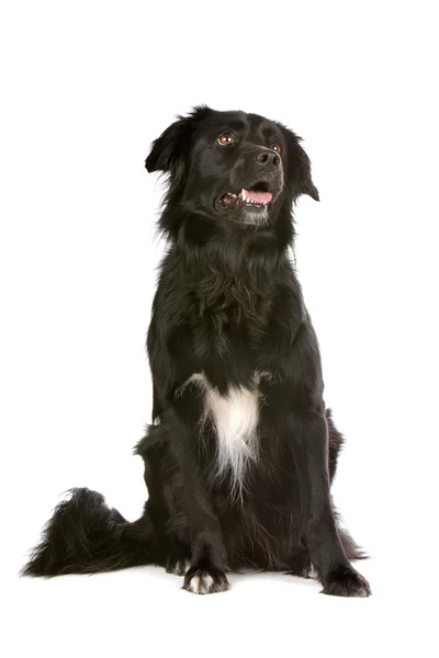 Zwarte gemengd ras Bordercollie — Stockfoto