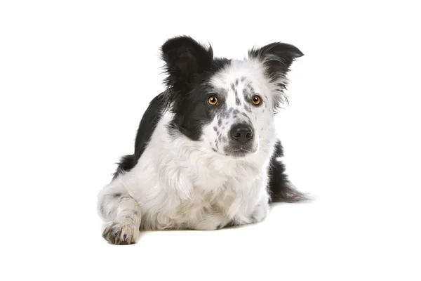 Bordercollie herdershond — Stockfoto