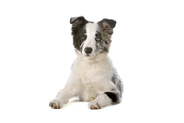 Cachorrinho de cão pastor de collie de fronteira — Fotografia de Stock