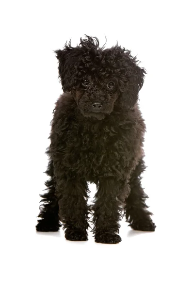 Filhote de cachorro poodle brinquedo preto — Fotografia de Stock