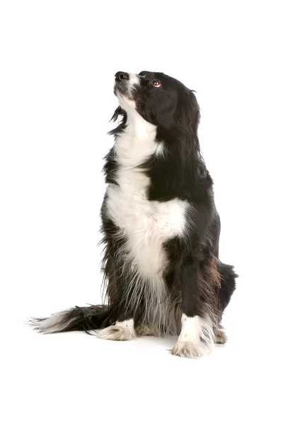 Border collie fårehund - Stock-foto