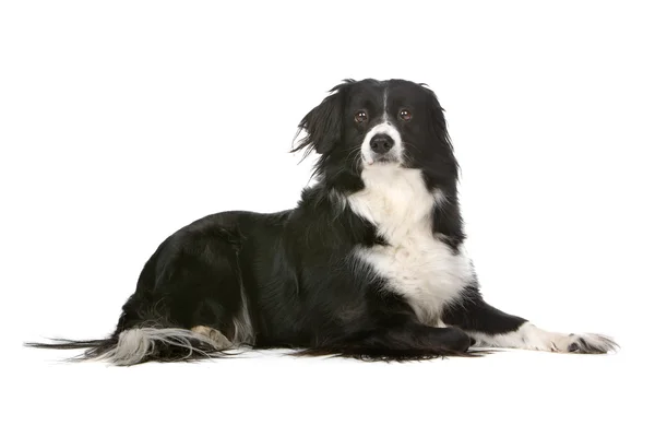 Border Collie Schäferhund — Stockfoto