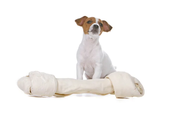 Jack Russel Terrier cachorro com um grande osso — Fotografia de Stock