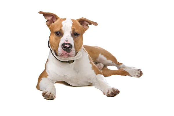 American Staffordshire terrier — Foto Stock
