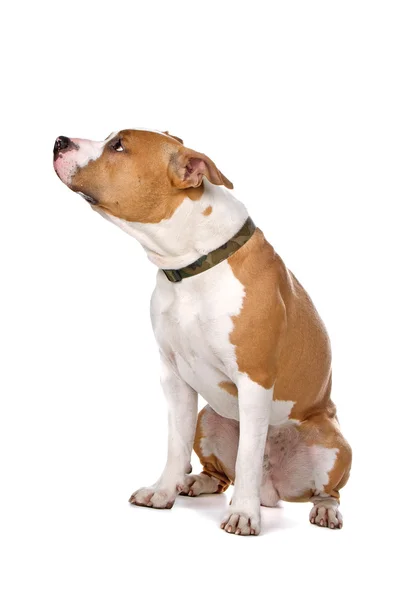 Amerikai staffordshire terrier — Stock Fotó