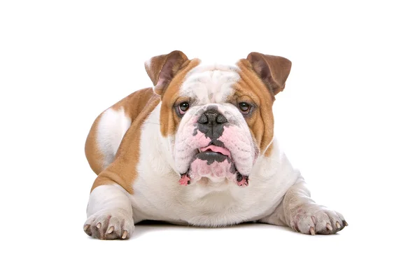 Vecchio bulldog inglese isolato su uno sfondo bianco — Foto Stock