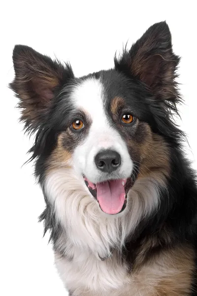 Border collie cane da pastore — Foto Stock