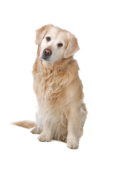 Perro perdiguero de oro — Foto de Stock
