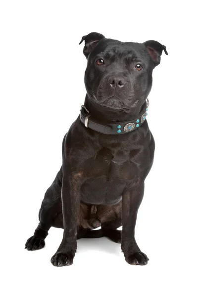 Staffordshire bullterrier. – stockfoto